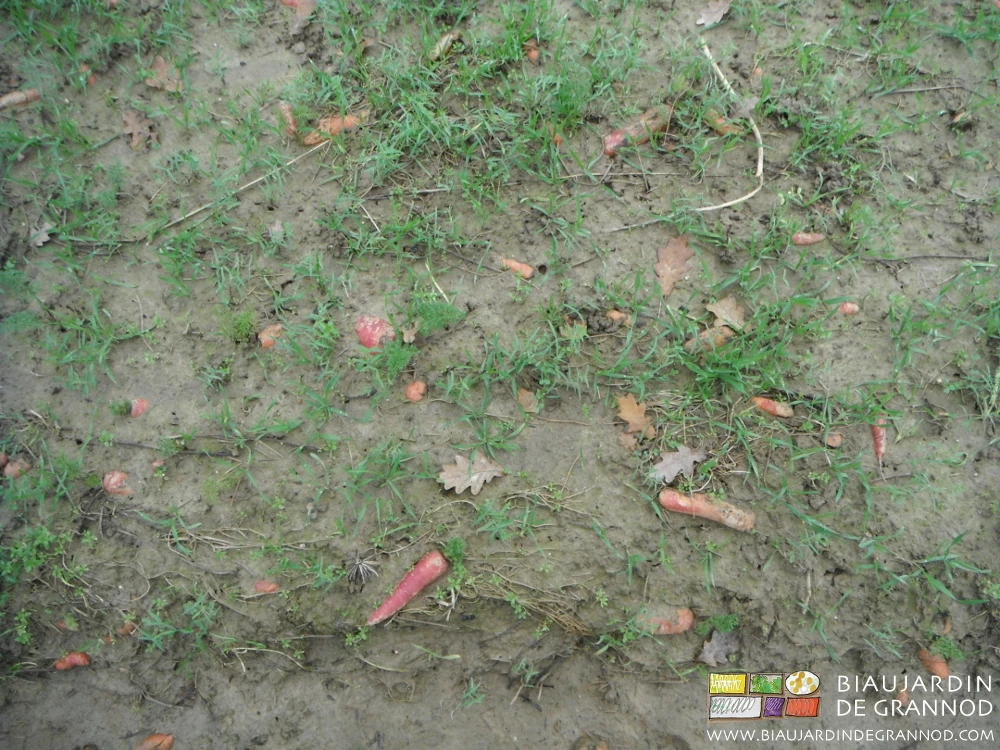 photo d'un seigle bien levé dans des planches de carotte où subsistent des résidus non récoltés