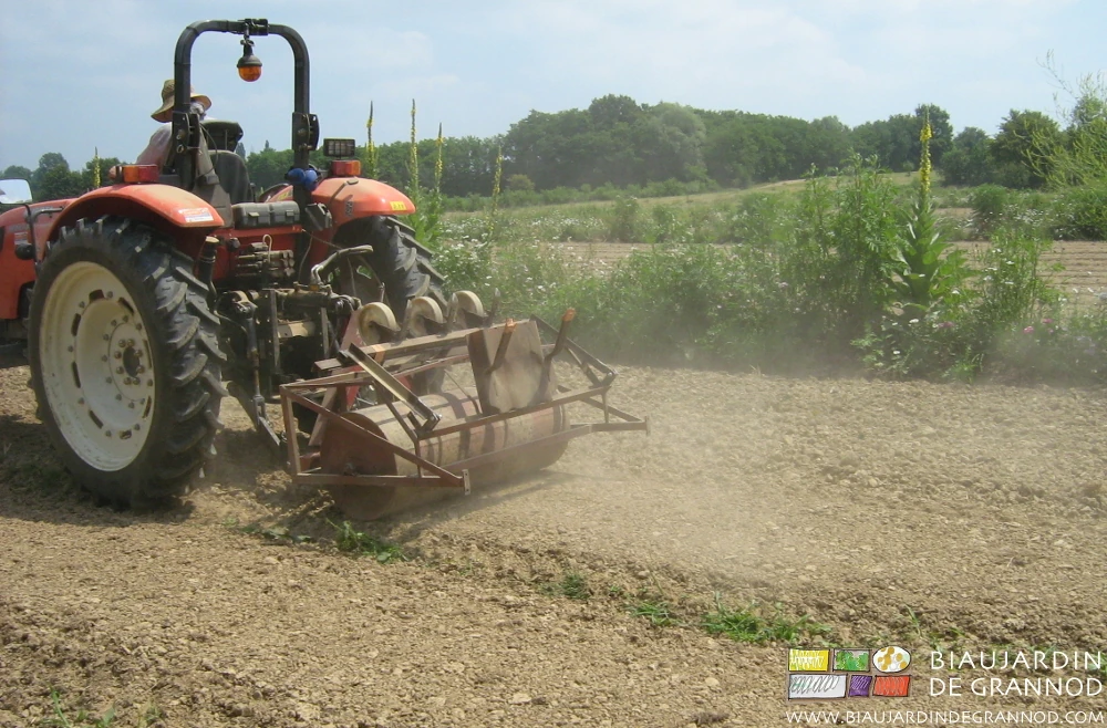 photo du roulage du semis pour tenter de palier à la sécheresse
