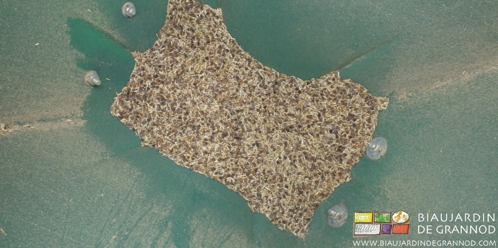 photo du fond de la trémie du semoir où reste un peu de semence