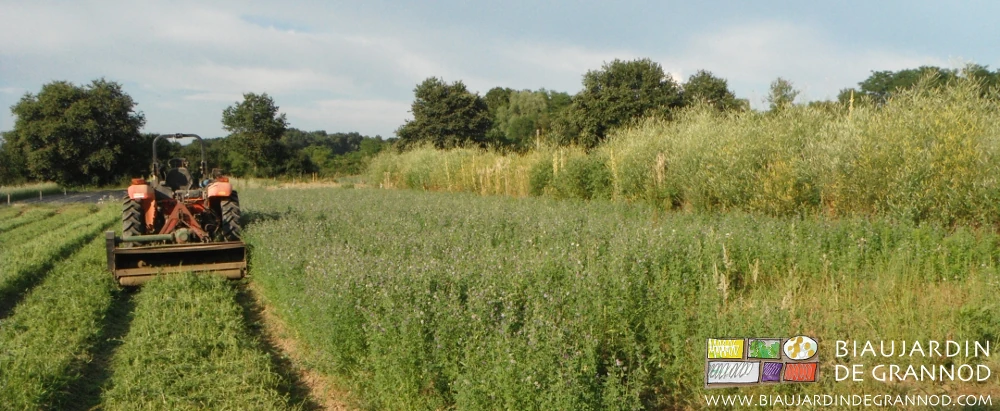 photo de broyage d'une luzerne en repoussant vers une bande fleurie de mélilot en fleurs jaunes
