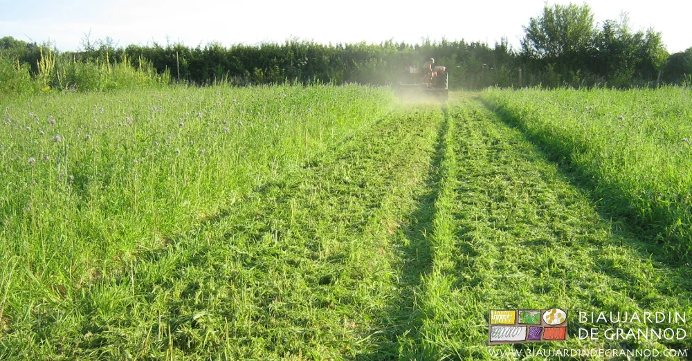 photo du broyage d'un carré d'engrais vert débuté par les planches du centre