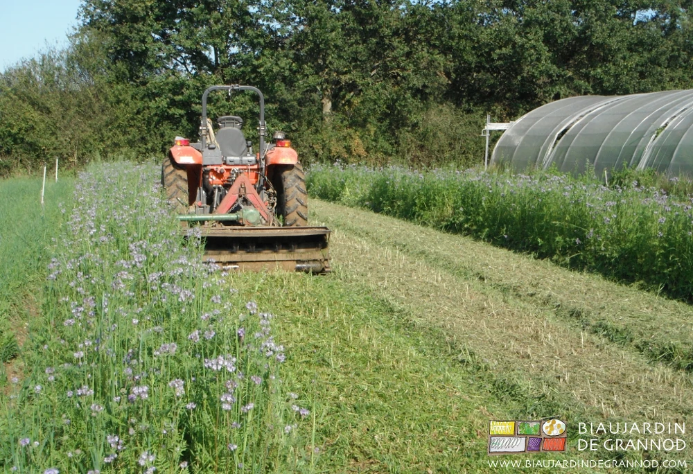 photo de broyage de phacélie en repoussant les butineurs vers les bandes fleuries
