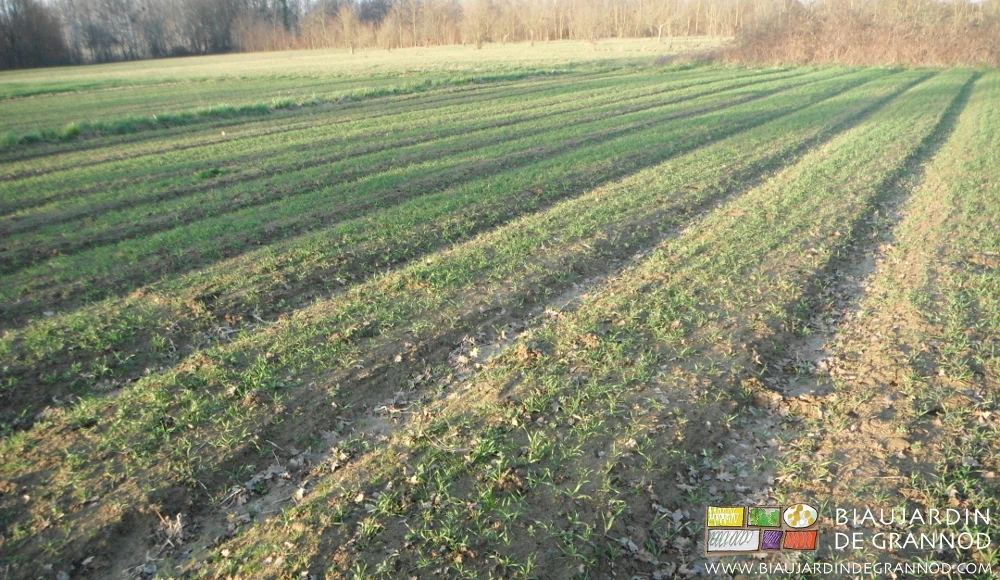 photo d'engrais vert de seigle correctement implanté avant les froids