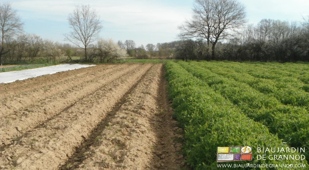 photo de carré pour partie butté et partie engrais vert maintenu