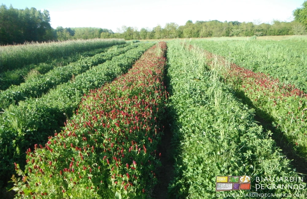 photo d'engrais vert avec planches fleuries ou pas et divers mélanges souplesse de la planche permanente