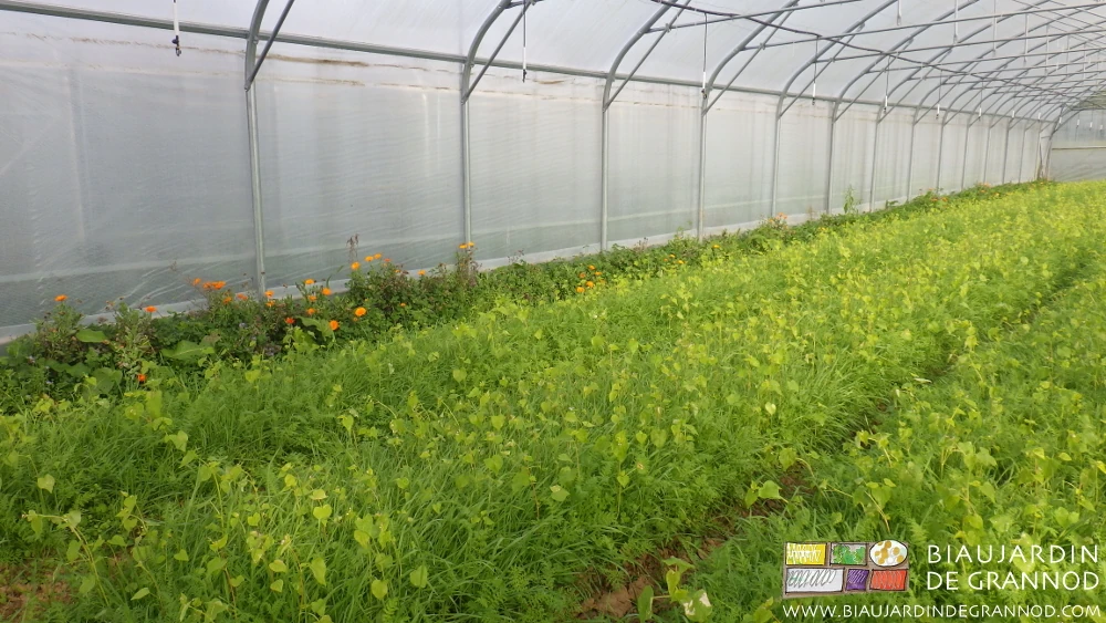 photo sous tunnel d'un mélange à pousse rapide en belle végétation bordé de souci en fleur orange
