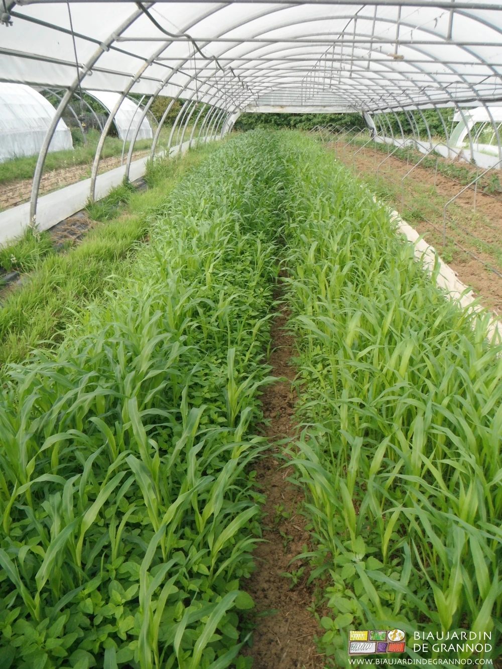 photo sous tunnel 2 planches de sorgho développé, 2 planches en légume