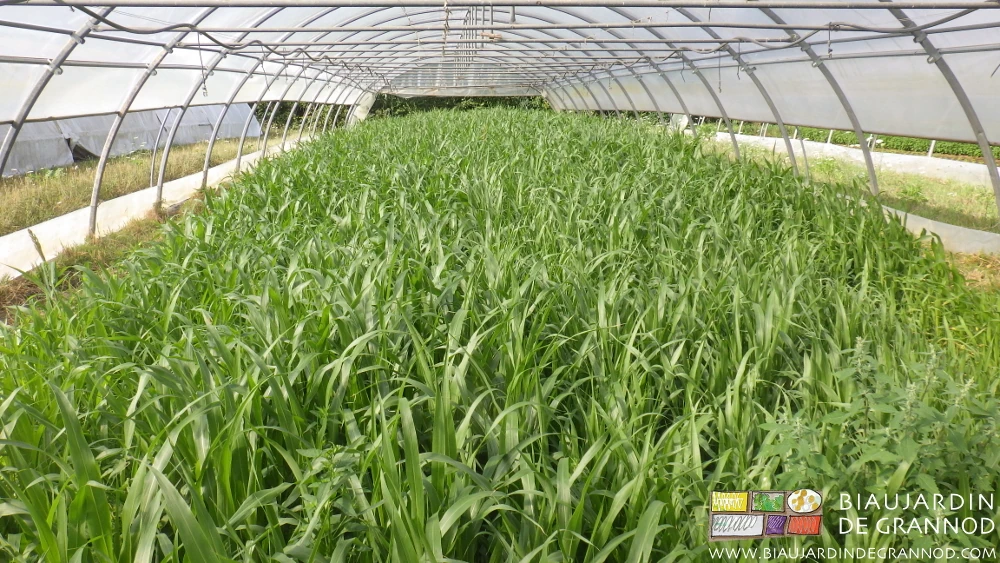 photo d'un tunnel complet de sorgho bien développé semé à plat