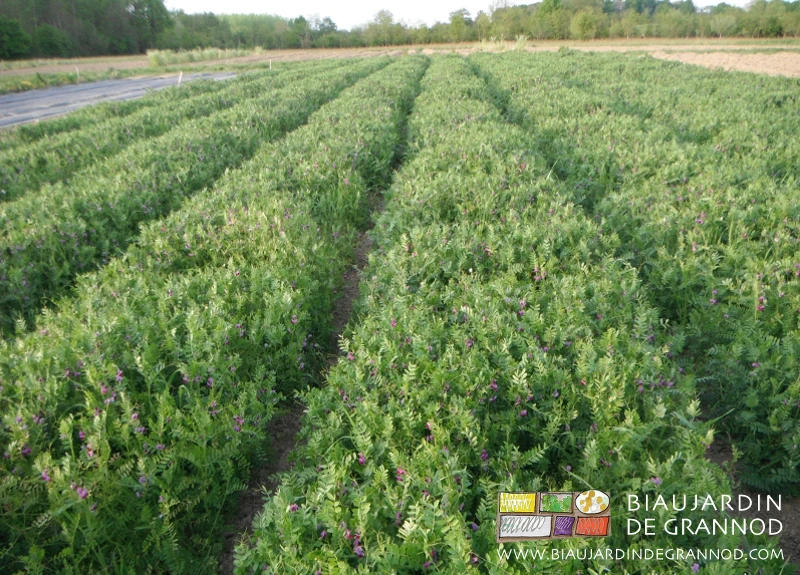 photo de vesce en floraison printanière les allées sans adventice