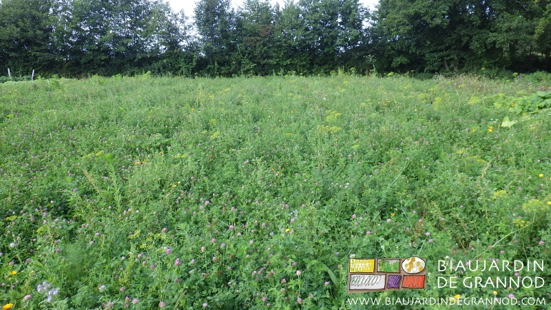 photo d'un mélange pluriannuel à base de luzerne et très riche en floraisons très diversifiées