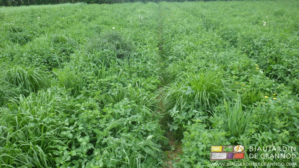 photo d'un mélange complexe pluriannuel en cours de végétation