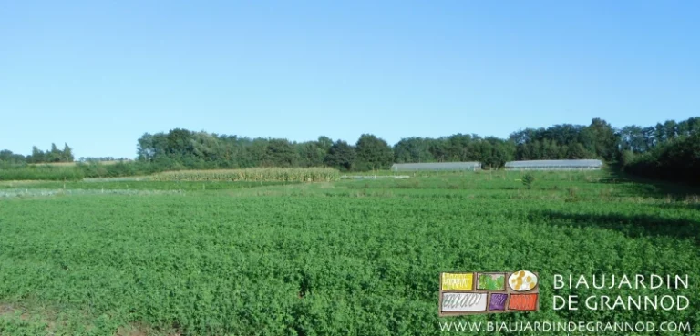 photo générale des légumes, engrais verts pluriannuels et tunnels