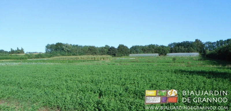 photo générale des légumes, engrais verts pluriannuels et tunnels