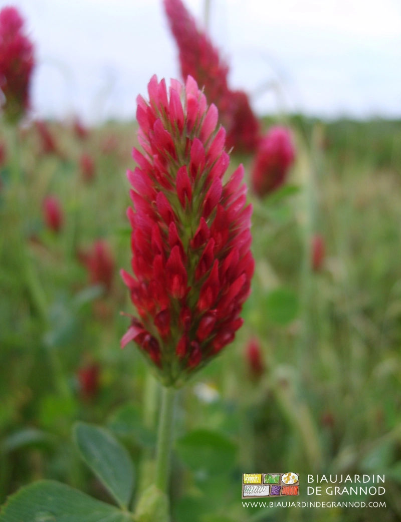 photo de l'intense couleur pourpre du trèfle incarnat hivernant et précoce au pintemps