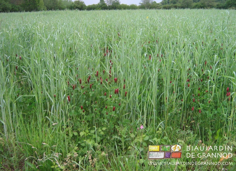 photo de trèfle incarnat en fleur pourpre au pied de seigle multicaule à très grande tige