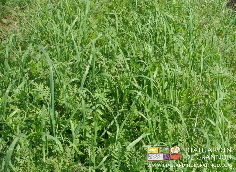 photo de mélange phacélie fabacée et céréale