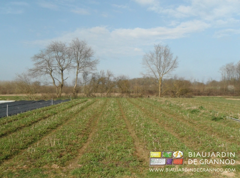 photo en sortie d'hiver gélif de mélange qui garde sa fonction de courverture