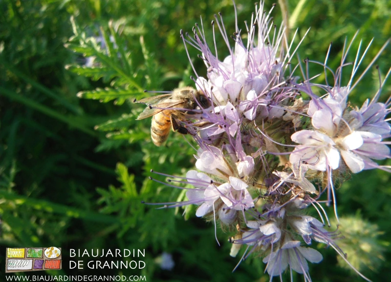 photo de fleur mauve de phacélie visitée par un butineur