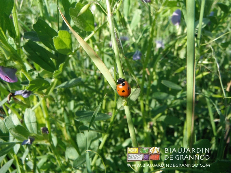 photo de coccinelle adulte sur mélange fabacées poacées