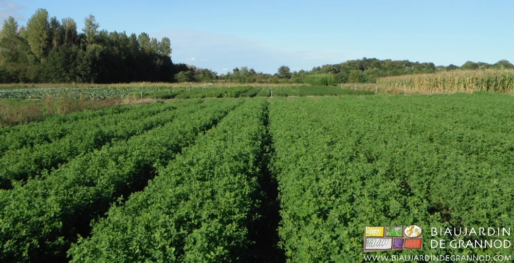 photo de planches en engrais vert luzerne bien développé avant floraison en place pour 3 ans