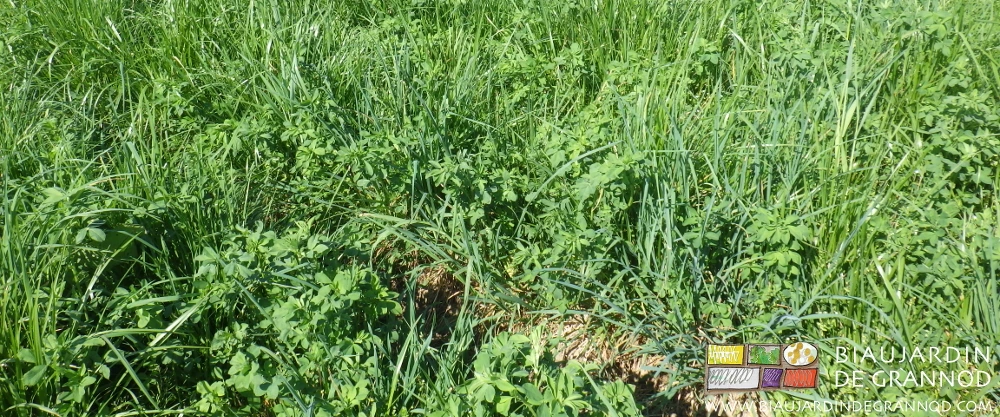 photo d'engrais vert en mélange au stade développement mélange