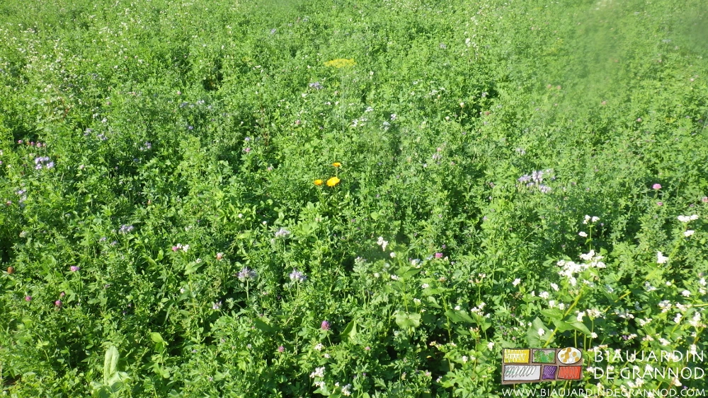 photo d'un mélange de plus de 20 végétaux en magnifique floraison, rouge, mauve, jaune, blanc, etc