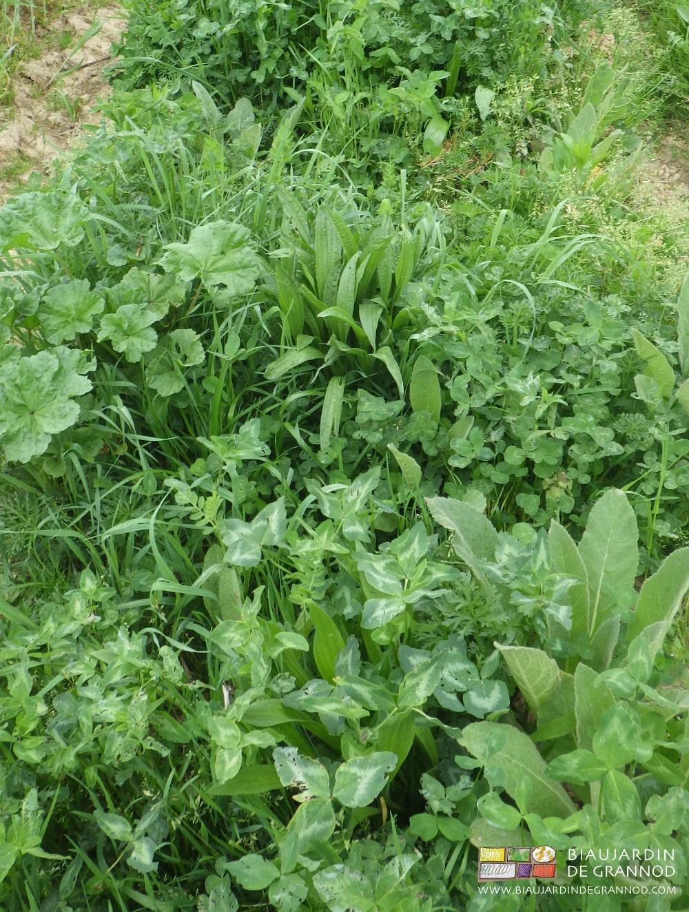 photo de mélange en végétation riche en fleurs, aromates, etc...