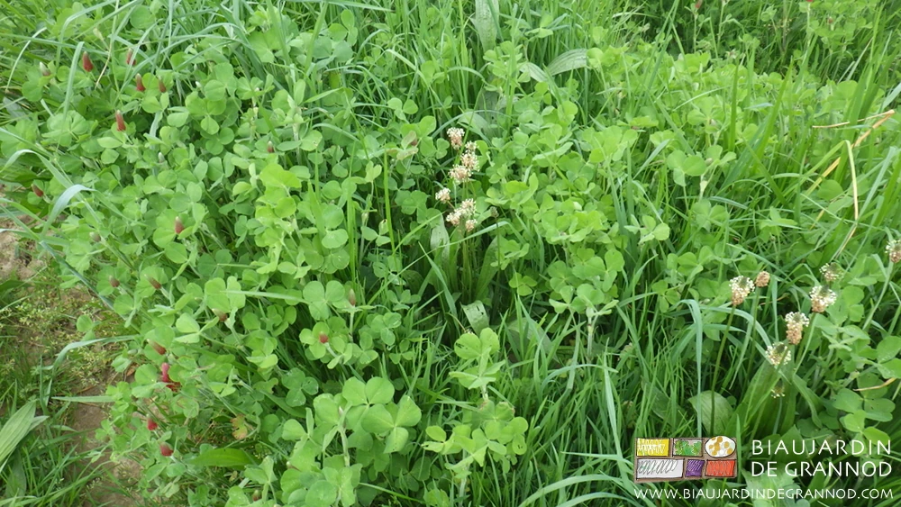 photo d'un engrais vert en mélange plus riche en trèfle incarnat et plantain