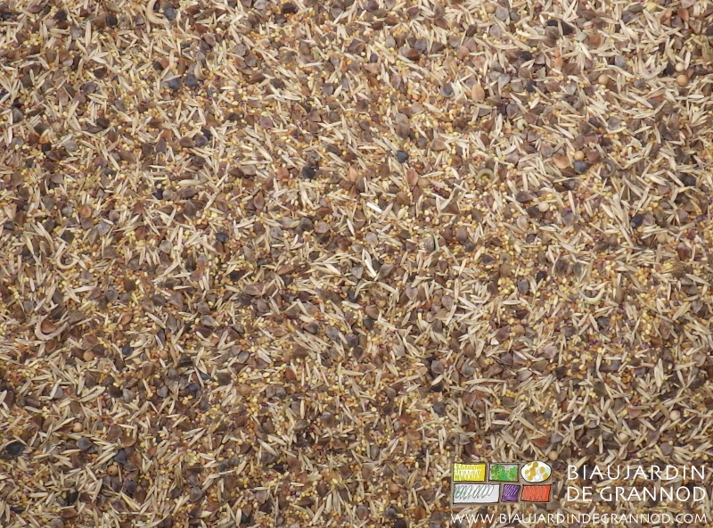 photo de graines de toutes formes, couleur et calibre d'un engrais vert diversifié