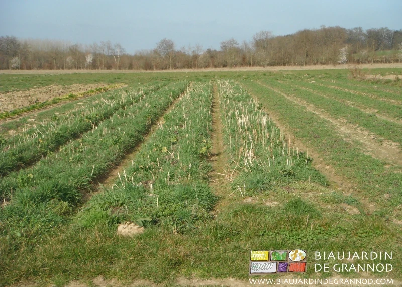 photo en sortie d'hiver gélif des fleurs détruites servant d'abri au démarrage de la céréale