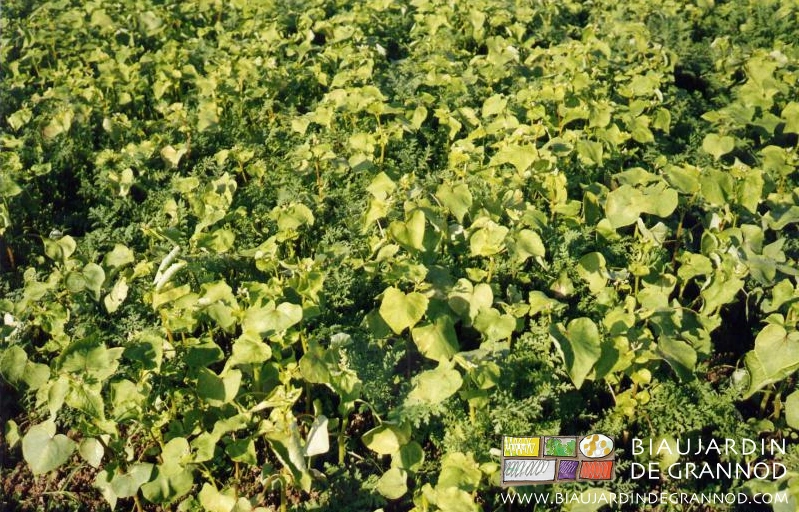photo de planche de mélange sarrasin phacélie en cours de végétation