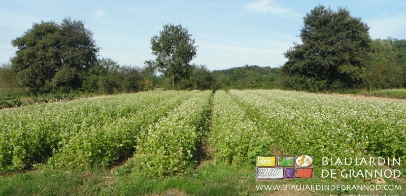 photo de planches en engrais vert de sarrasin en fleurs blanches