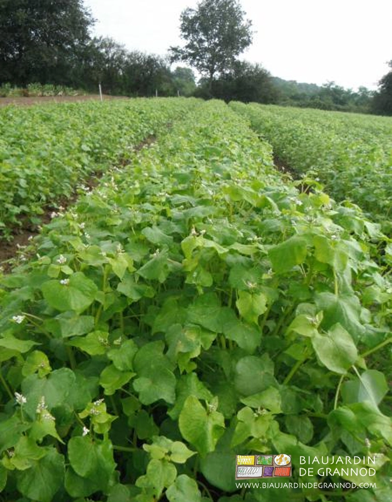 photo de planches de sarrasin pur prêt à entamer sa floraison blanche