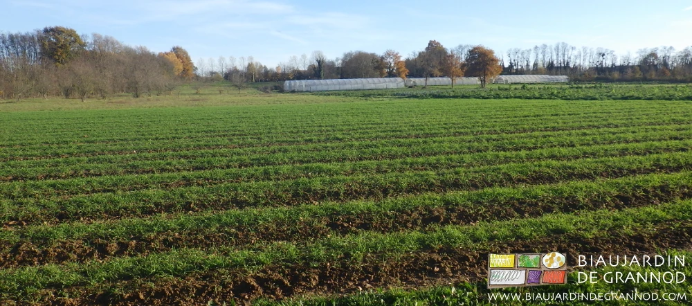 photo sous beau soleil d'hiver de nombreux carrés couverts de seigle en végétation bien verte