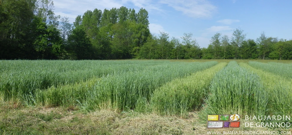 photo d'un carré en engrais vert broyé uniquement l'épi de céréale une planche sur 2 en alternance