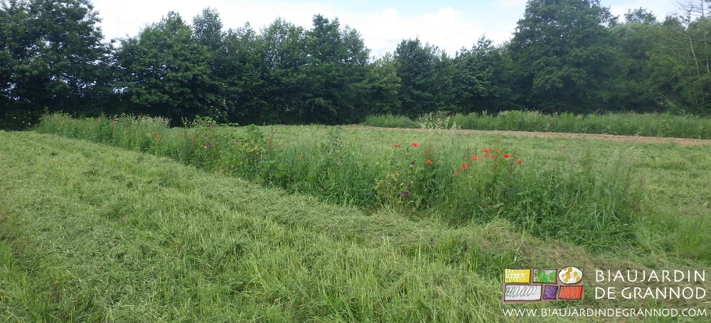 photo d'une bande fleurie riche en coquelicot entourée de deux carrés en engrais vert broyés