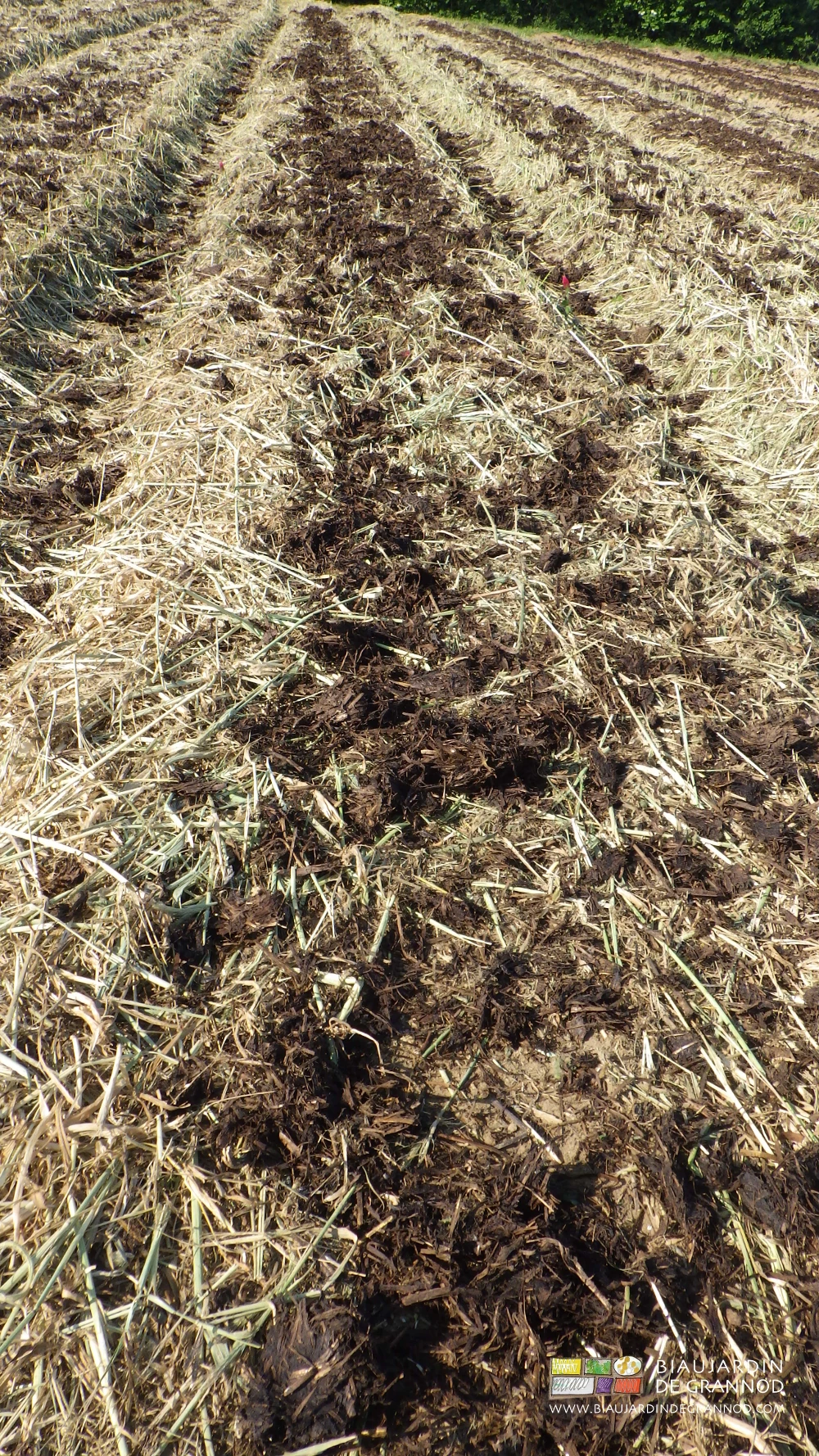 photo de fumier épandu régulièrement sur engrais vert précédemment broyé