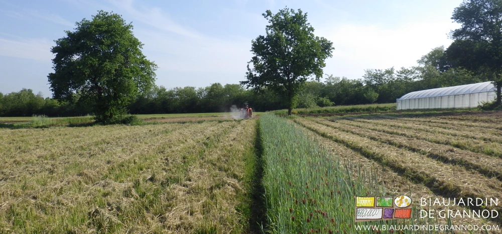 photo d'épandage en cours dans un carré d'engrais vert broyé,