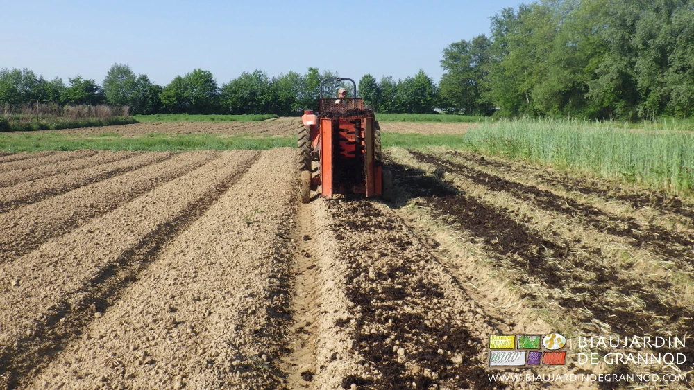 photo de fumier composté régulièrement réparti sur la planche permanente