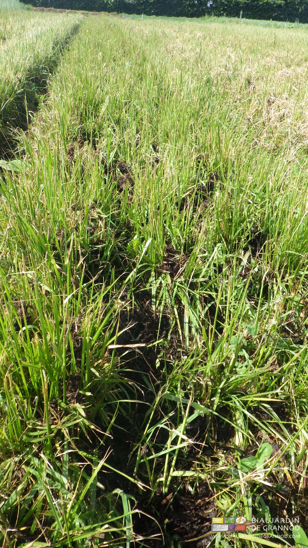 photo de fumier épandu sur planche d'engrais vert en végétation
