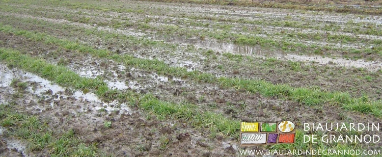 photo de planches préparées couvertes d'eau