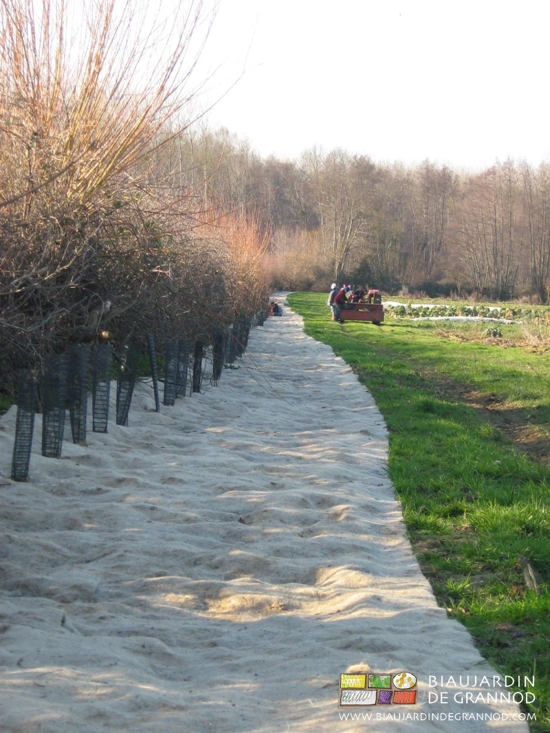 photo en alignement du premier rang sur toute la longueur de la parcelle