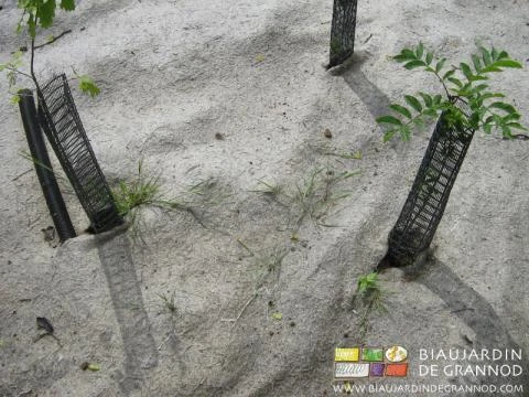 photo du chiendent qui commence à percer le feutre dès le premier été