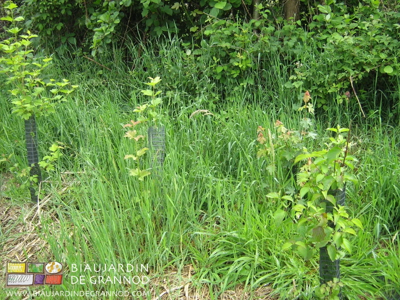 photo de la plantation envahie d'adventices aussi hautes qu'elle