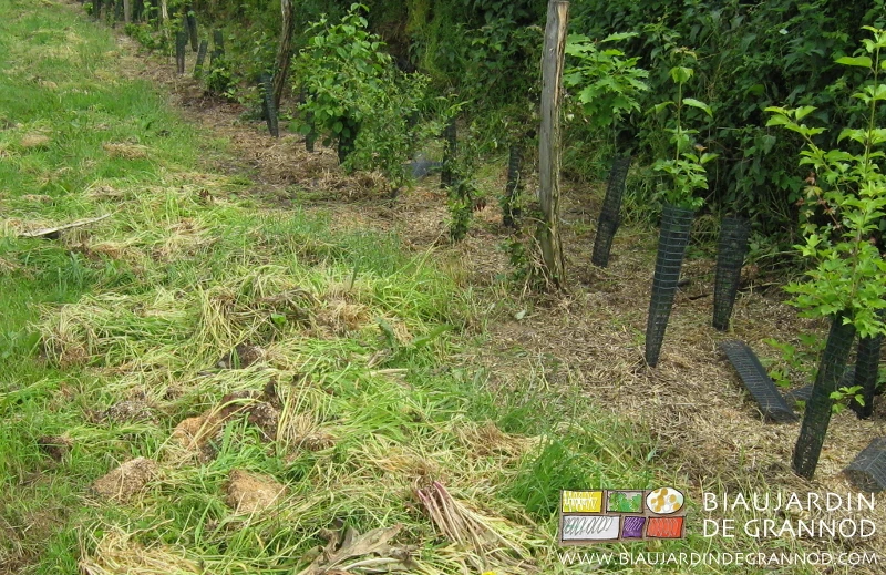photo du résultat de l'arrachage manuel des herbes sur les plusieurs centaines de mètres de la haie