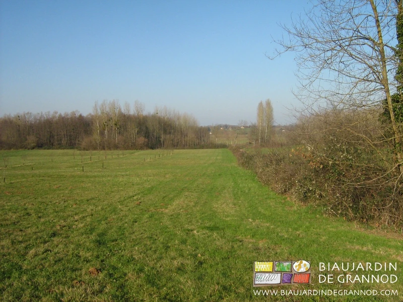 photo état des lieux du pré longé de ronces