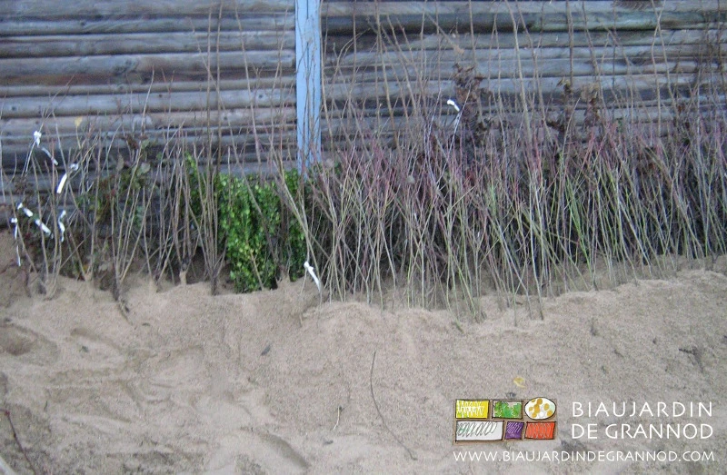 photo des jeunes plants mis en jauge dans du sable en attente de mise en place