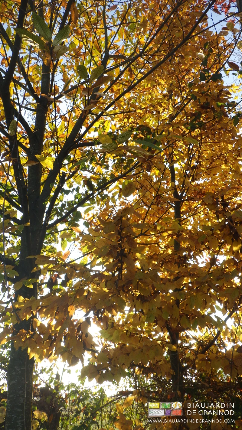 photo au soleil d'automne des feuilles de magnifiques châtaigniers hauts de plusieurs mètres