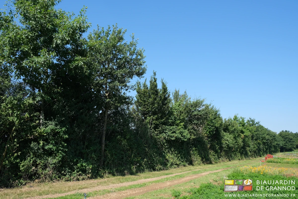 photo d'une haie plantée en 2006 déjà bien haute et garnie à la base contre les dérives du voisinage