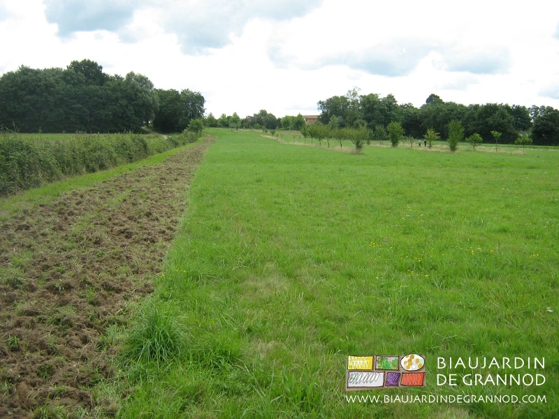 photo de l'emplacement de la haie après déchaumage de la prairie